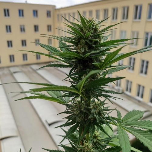 Purple Haze Auto by FastBuds. Week 7 - Day 52