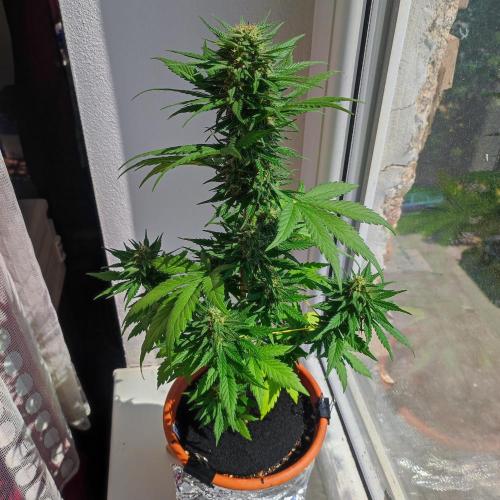 Purple Haze Auto by FastBuds. Week 7 - Day 56