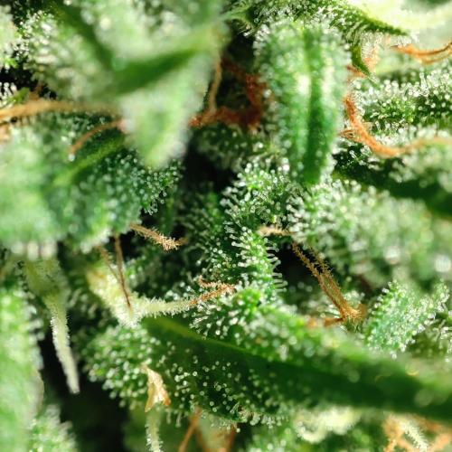 Purple Haze Auto. Week 7