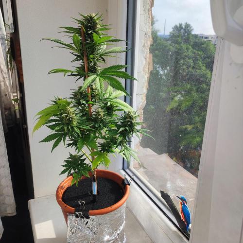 Purple Haze Auto - Balcony Grow. Week 8 - Day 60
