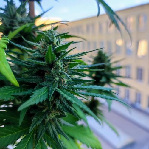 Purple Haze Auto - Balcony Grow. Week 8 - Day 61
