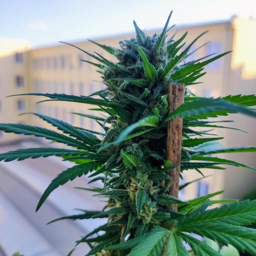 Purple Haze Auto - Balcony Grow. Week 8 - Day 61