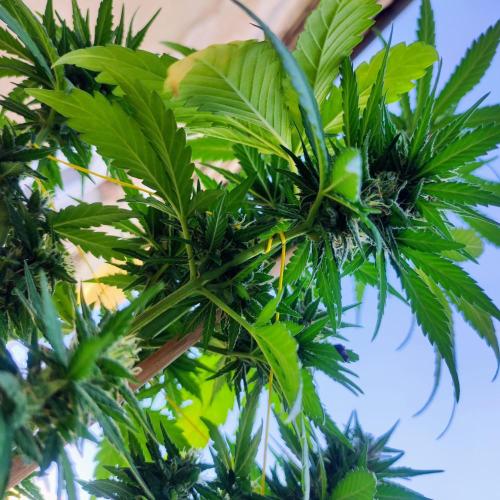 Purple Haze Auto - Balcony Grow. Week 8 - Day 61
