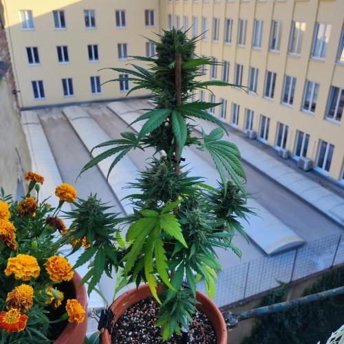 Purple Haze Auto - Balcony Grow. Week 8 - Day 61