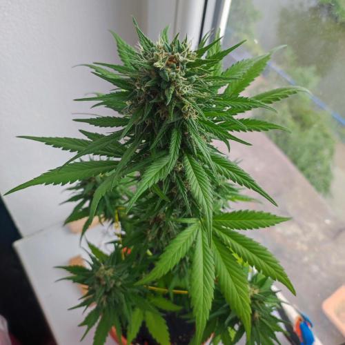 Purple Haze Auto - Balcony Grow. Week 9 - Day 67