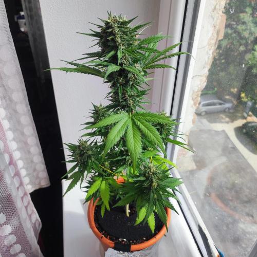 Purple Haze Auto - Balcony Grow. Week 9 - Day 67