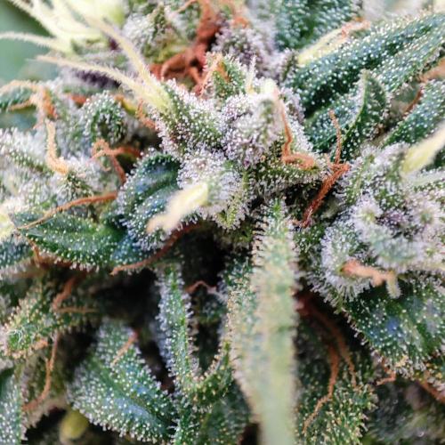 Purple Haze Auto - Balcony Grow. Week 9 - Day 67