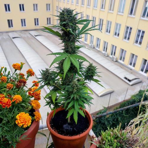 Purple Haze Auto - Balcony Grow. Week 9 - Day 68