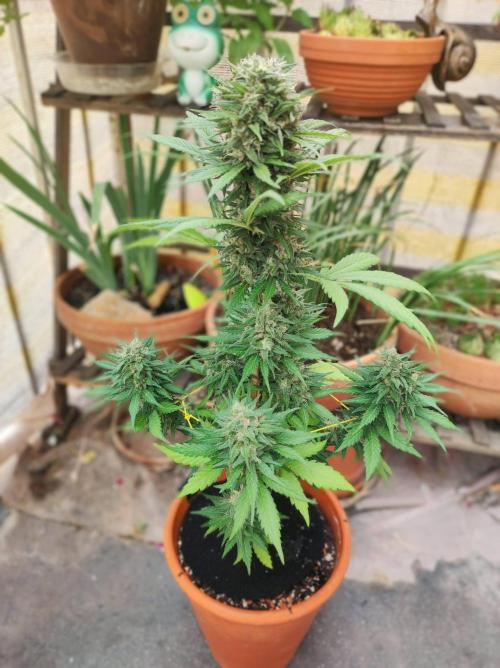 Purple Haze Auto - Balcony Grow. Week 9 - Day 68