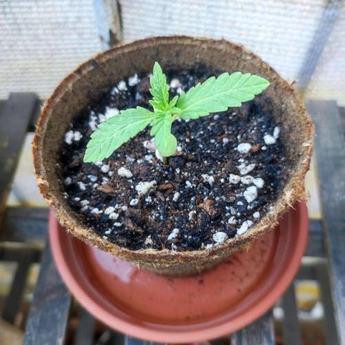 Cookies Haze. Week 1