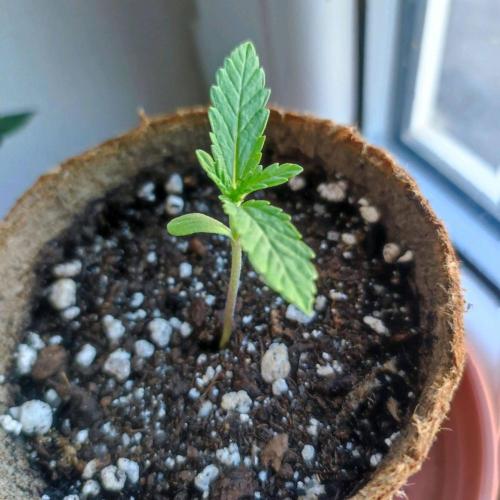 Cookies Haze - Balcony Grow. Week 1