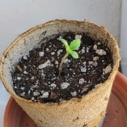 Cookies Haze - Balcony Grow. Week 1
