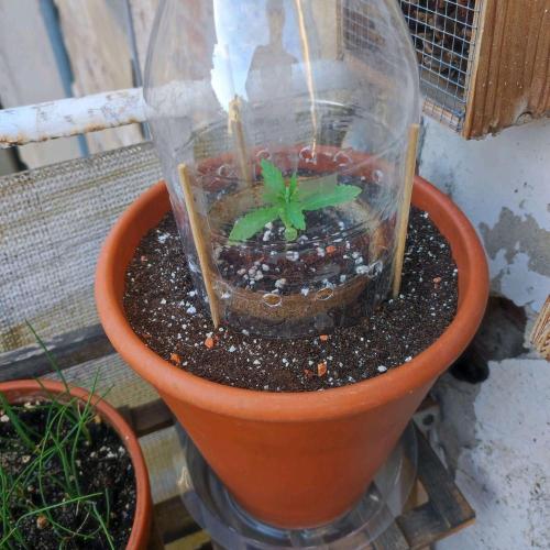 Cookies Haze - Balcony Grow. Week 2