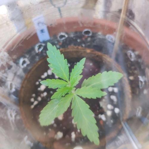 Cookies Haze. Week 2