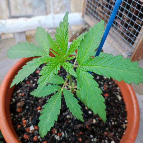 Cookies Haze. Week 3