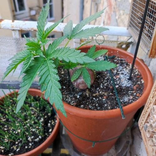 Cookies Haze - Balcony Grow. Week 4