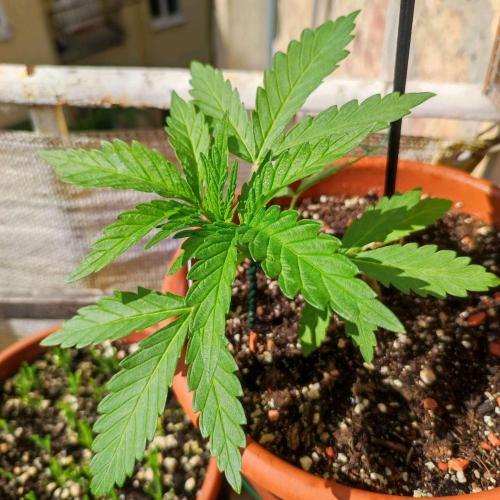 Cookies Haze - Balcony Grow. Week 4