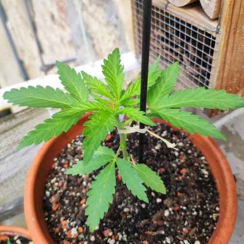 Cookies Haze - Balcony Grow. Week 4