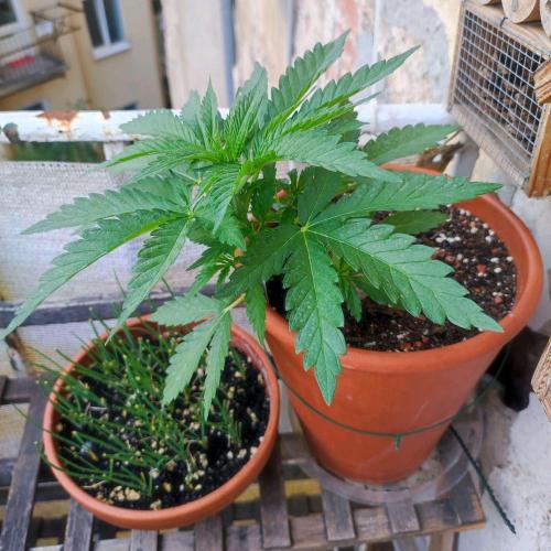 Cookies Haze - Balcony Grow. Week 5