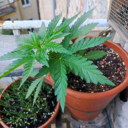 Cookies Haze - Balcony Grow. Week 5