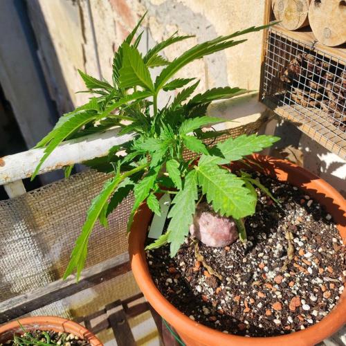 Cookies Haze. Week 5