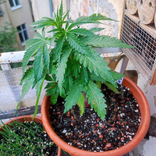 Cookies Haze - Balcony Grow. Week 6