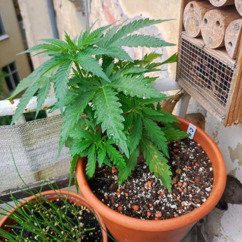 Cookies Haze. Week 6