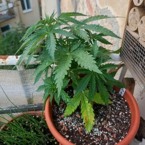 Cookies Haze - Balcony Grow. Week 7