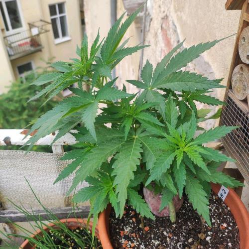 Cookies Haze - Balcony Grow. Week 7