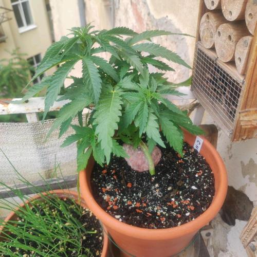Cookies Haze - Balcony Grow. Week 7
