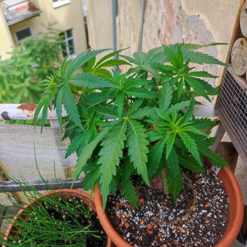 Cookies Haze. Week 7