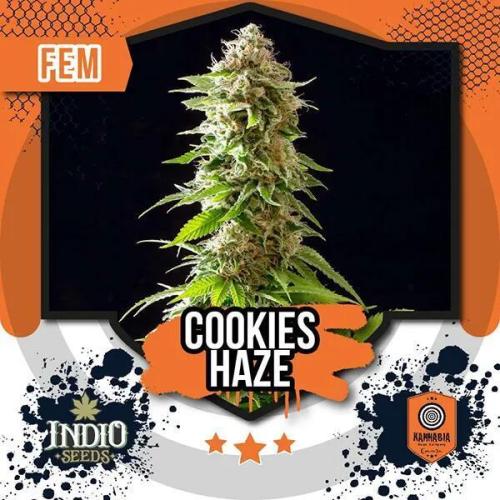 Cookies Haze. Week 8