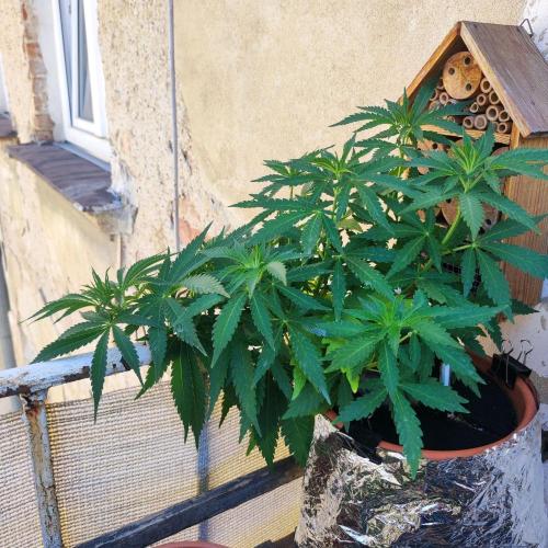 Cookies Haze. Week 9