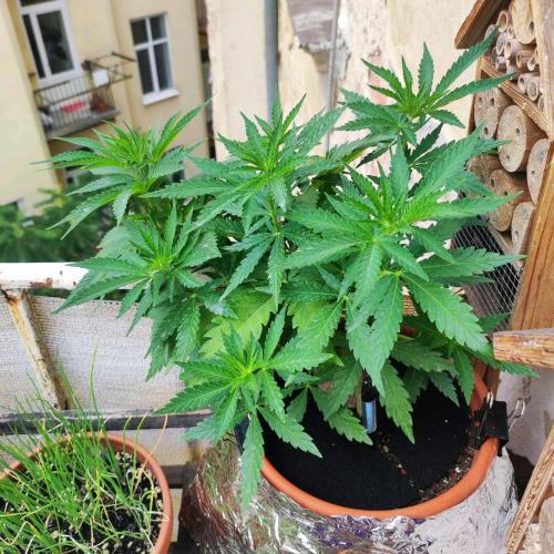 Cookies Haze - Balcony Grow. Week 9