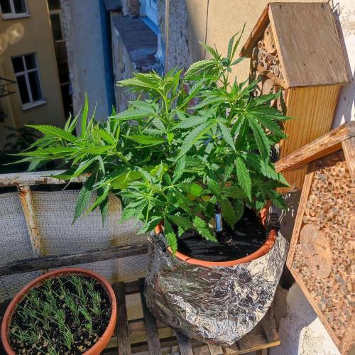 Cookies Haze - Balcony Grow. Week 10
