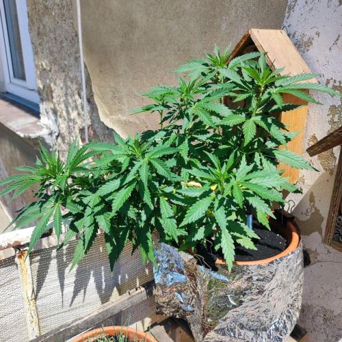 Cookies Haze - Balcony Grow. Week 10