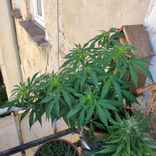 Cookies Haze. Week 10