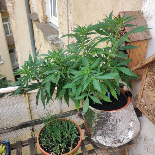 Cookies Haze - Balcony Grow. Week 11