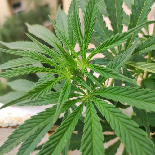 Cookies Haze - Balcony Grow. Week 11