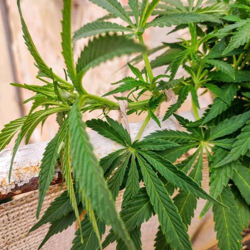 Cookies Haze - Balcony Grow. Week 11