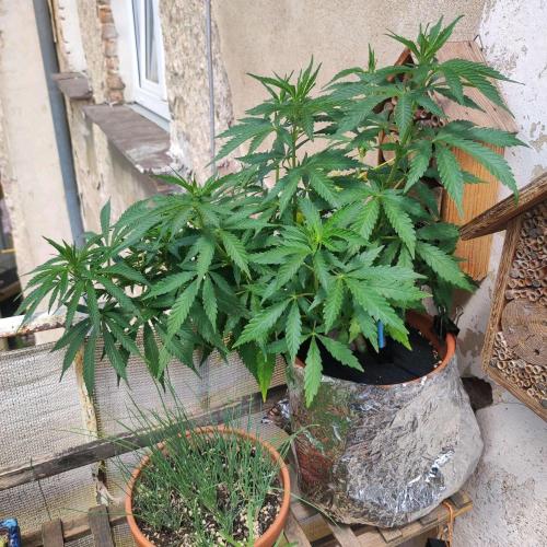 Cookies Haze. Week 11