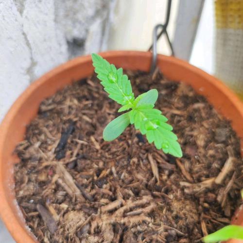 Purple Kush Auto - Solo Cup Challenge. Week 0