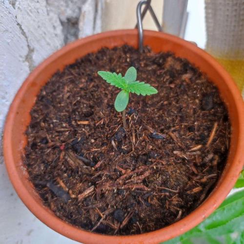 Purple Kush Auto - Solo Cup Challenge. Week 0