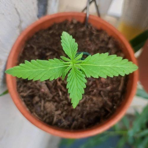 Purple Kush Auto - Solo Cup Challenge. Week 1