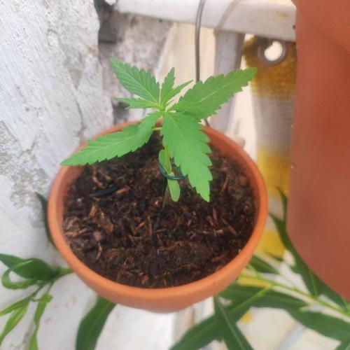 Purple Kush Auto - Solo Cup Challenge. Week 1