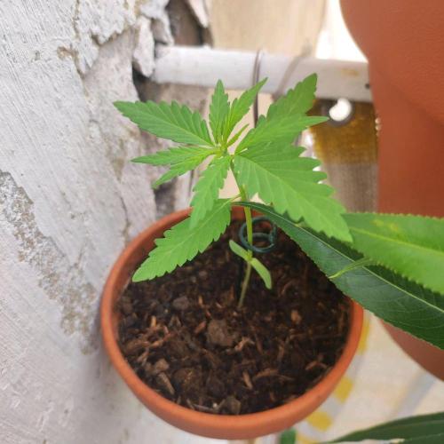 Purple Kush Auto - Solo Cup Challenge. Week 1
