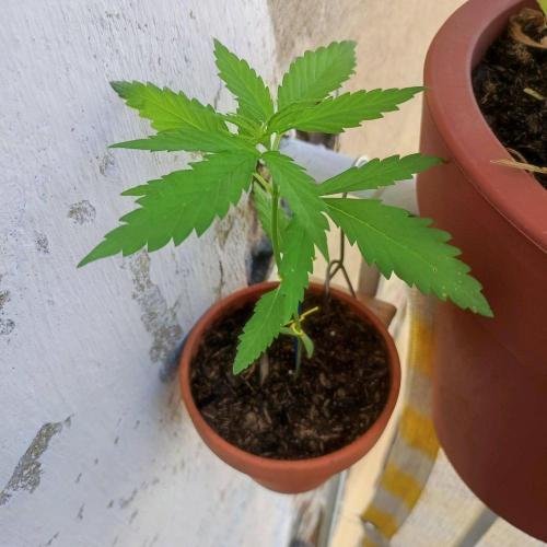 Purple Kush Auto - Solo Cup Challenge. Week 2