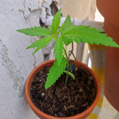 Purple Kush Auto - Solo Cup Challenge. Week 2