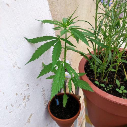 Purple Kush Auto - Solo Cup Challenge. Week 3