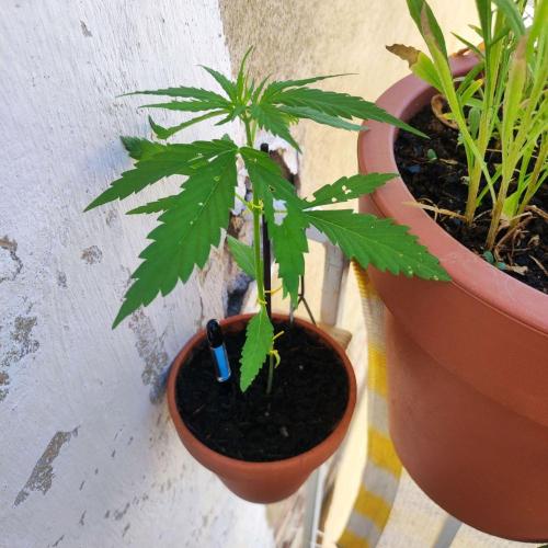 Purple Kush Auto - Solo Cup Challenge. Week 3